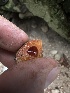  ( - HAY-F-005622)  @11 [ ] c (2023) Rudy Diaz Fungal Diversity Survey