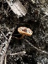  (Pholiotina sp. PNW06 - HAY-F-005618)  @11 [ ] c (2023) Rudy Diaz Fungal Diversity Survey