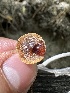  ( - HAY-F-005618)  @11 [ ] c (2023) Rudy Diaz Fungal Diversity Survey