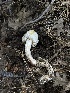  ( - HAY-F-005623)  @11 [ ] c (2023) Rudy Diaz Fungal Diversity Survey