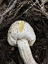  ( - HAY-F-005623)  @11 [ ] c (2023) Rudy Diaz Fungal Diversity Survey