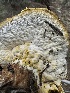  (Hypomyces sp. MD1 - HAY-F-005625)  @11 [ ] c (2023) Rudy Diaz Fungal Diversity Survey