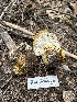  ( - HAY-F-005625)  @11 [ ] c (2023) Rudy Diaz Fungal Diversity Survey