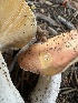  ( - HAY-F-005762)  @11 [ ] c (2023) Rudy Diaz Fungal Diversity Survey