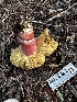  ( - HAY-F-006578)  @11 [ ] by-nc (2023) Aaron Tupac Fungal Diversity Survey