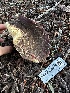  ( - HAY-F-006578)  @11 [ ] by-nc (2023) Aaron Tupac Fungal Diversity Survey