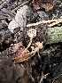  (Collybiopsis - HAY-F-005616)  @11 [ ] c (2023) Rudy Diaz Fungal Diversity Survey