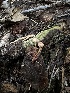  ( - HAY-F-005616)  @11 [ ] c (2023) Rudy Diaz Fungal Diversity Survey