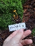  ( - HAY-F-003811)  @11 [ ] by-nc (2023) Sadie Hickey Fungal Diversity Survey