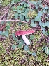  ( - HAY-F-003810)  @11 [ ] by-nc (2023) Sadie Hickey Fungal Diversity Survey