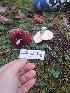  ( - HAY-F-003810)  @11 [ ] by-nc (2023) Sadie Hickey Fungal Diversity Survey
