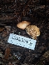  ( - HAY-F-003809)  @11 [ ] by-nc (2023) Sadie Hickey Fungal Diversity Survey