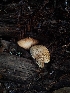  ( - HAY-F-003809)  @11 [ ] by-nc (2023) Sadie Hickey Fungal Diversity Survey
