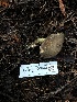  ( - HAY-F-006642)  @11 [ ] by-nc (2023) Dean Lyons Fungal Diversity Survey