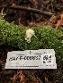  ( - HAY-F-006637)  @11 [ ] by-nc (2023) Dean Lyons Fungal Diversity Survey