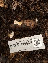  ( - HAY-F-006631)  @11 [ ] by-nc (2023) Dean Lyons Fungal Diversity Survey
