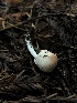  ( - HAY-F-006634)  @11 [ ] by-nc (2023) Dean Lyons Fungal Diversity Survey