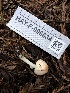  ( - HAY-F-006634)  @11 [ ] by-nc (2023) Dean Lyons Fungal Diversity Survey