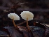  ( - HAY-F-006631)  @11 [ ] by-nc (2023) Dean Lyons Fungal Diversity Survey