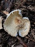  ( - HAY-F-005280)  @11 [ ] by-nc (2023) Dean Lyons Fungal Diversity Survey