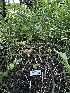  ( - HAY-F-006597)  @11 [ ] by-nc (2023) Aaron Tupac Fungal Diversity Survey