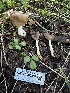  ( - HAY-F-006597)  @11 [ ] by-nc (2023) Aaron Tupac Fungal Diversity Survey