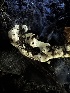  ( - HAY-F-001284)  @11 [ ] by-nc (2023) Aaron Tupac Fungal Diversity Survey