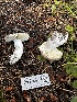  ( - HAY-F-006571)  @11 [ ] by-nc (2023) Aaron Tupac Fungal Diversity Survey