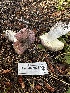  ( - HAY-F-006571)  @11 [ ] by-nc (2023) Aaron Tupac Fungal Diversity Survey