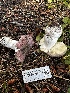  ( - HAY-F-006571)  @11 [ ] by-nc (2023) Aaron Tupac Fungal Diversity Survey