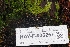  ( - HAY-F-005257)  @11 [ ] by-nc (2023) Warren Cardimona Fungal Diversity Survey