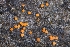  (Hydropisphaera - HAY-F-005258)  @11 [ ] by-nc (2023) Warren Cardimona Fungal Diversity Survey