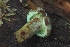  ( - HAY-F-005277)  @11 [ ] by-nc (2023) Warren Cardimona Fungal Diversity Survey