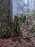  ( - HAY-F-005277)  @11 [ ] by-nc (2023) Warren Cardimona Fungal Diversity Survey