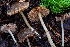  (Entoloma sp. CA39 - HAY-F-006640)  @11 [ ] by-nc (2023) Dean Lyons Fungal Diversity Survey