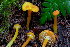  ( - HAY-F-006635)  @11 [ ] by-nc (2023) Dean Lyons Fungal Diversity Survey