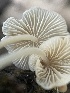  ( - HAY-F-004237)  @11 [ ] by-nc (2023) Jaren Hockert Fungal Diversity Survey