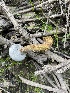  (Hypomyces microspermus - HAY-F-004235)  @11 [ ] by-nc (2023) Jaren Hockert Fungal Diversity Survey