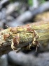  ( - HAY-F-004235)  @11 [ ] by-nc (2023) Jaren Hockert Fungal Diversity Survey