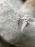  ( - HAY-F-004235)  @11 [ ] by-nc (2023) Jaren Hockert Fungal Diversity Survey