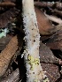  ( - HAY-F-004786)  @11 [ ] by-nc (2023) Dean Lyons Fungal Diversity Survey