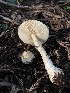  ( - HAY-F-004818)  @11 [ ] by-nc (2023) Dean Lyons Fungal Diversity Survey