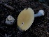  ( - HAY-F-004818)  @11 [ ] by-nc (2023) Dean Lyons Fungal Diversity Survey