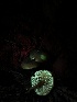  ( - HAY-F-004782)  @11 [ ] by-nc (2023) Dean Lyons Fungal Diversity Survey