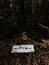  ( - HAY-F-004782)  @11 [ ] by-nc (2023) Dean Lyons Fungal Diversity Survey