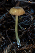  ( - HAY-F-004828)  @11 [ ] by-nc (2023) Dean Lyons Fungal Diversity Survey