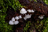  ( - HAY-F-004771)  @11 [ ] by-nc (2023) Dean Lyons Fungal Diversity Survey