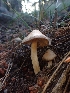  ( - HAY-F-003787)  @11 [ ] by-nc (2023) Sadie Hickey Fungal Diversity Survey