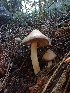  ( - HAY-F-003787)  @11 [ ] by-nc (2023) Sadie Hickey Fungal Diversity Survey