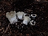  (Russula cascadensis - HAY-F-003494)  @11 [ ] by-nc (2023) Sadie Hickey Fungal Diversity Survey